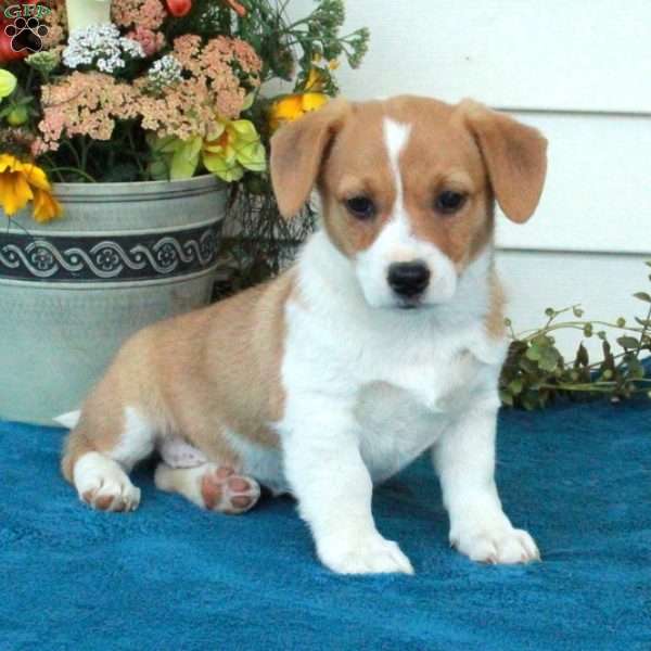 Edith, Welsh Corgi Mix Puppy