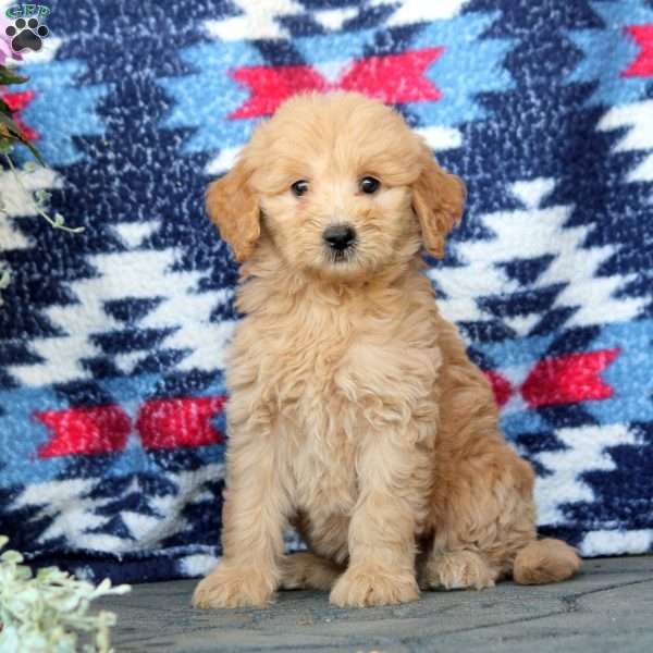 Eli, Mini Goldendoodle Puppy