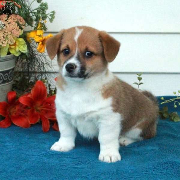 Elias, Welsh Corgi Mix Puppy