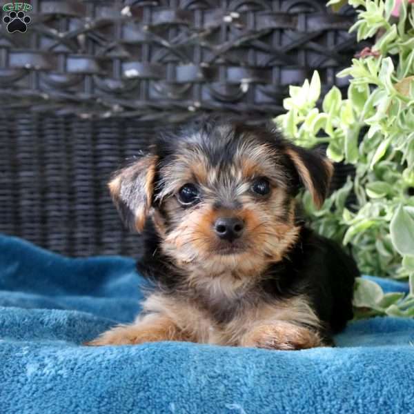 Elias, Yorkie Puppy