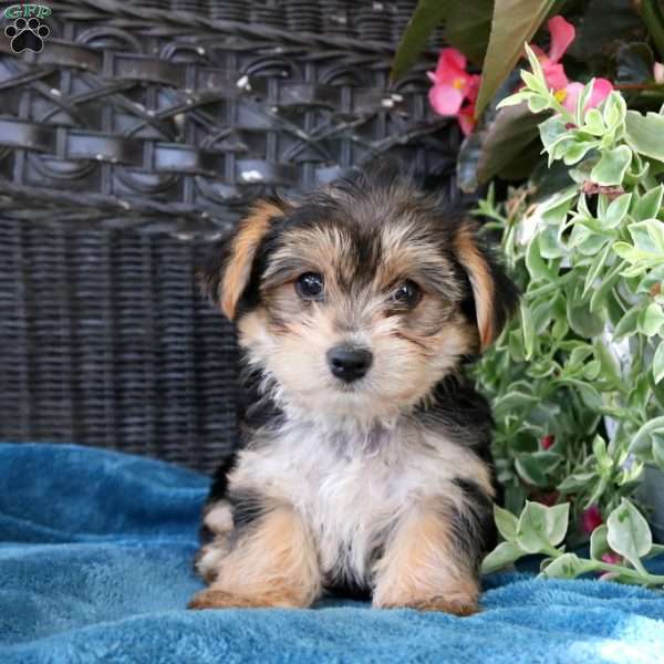 Eliza, Yorkie Puppy