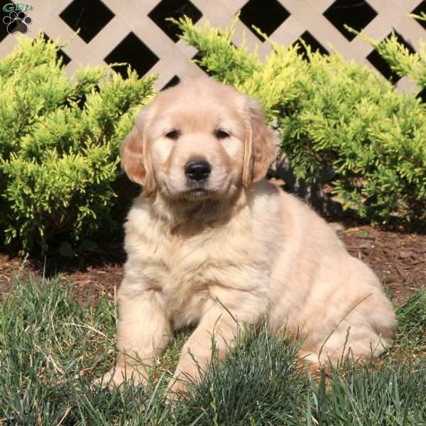 Elliot, Golden Retriever Puppy