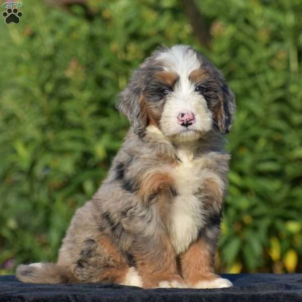 Elliot, Mini Bernedoodle Puppy