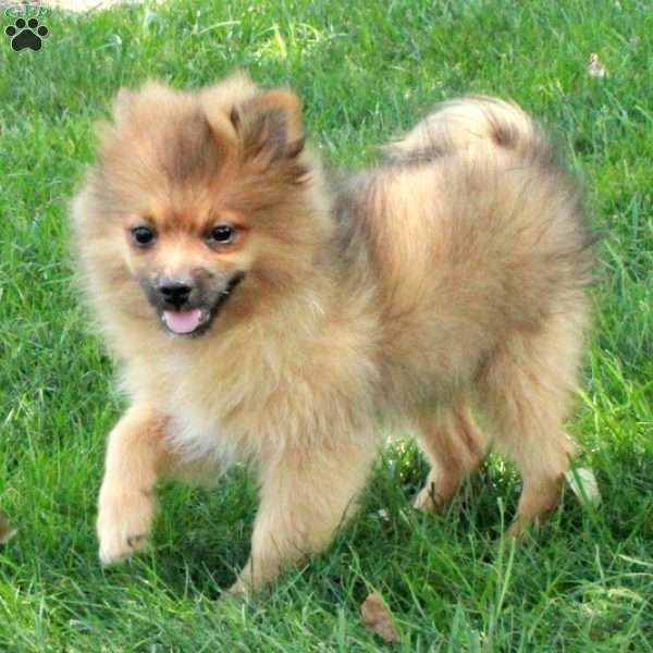 Elmo, Pomeranian Puppy