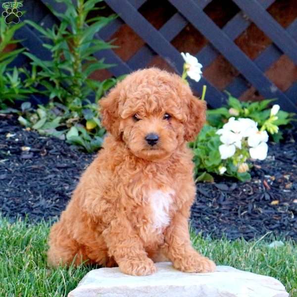 Elmo, Mini Goldendoodle Puppy