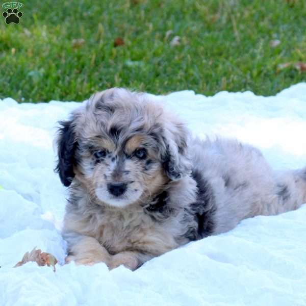 Eloise, Mini Bernedoodle Puppy