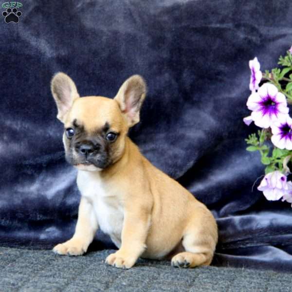 Elsa, French Bulldog Puppy