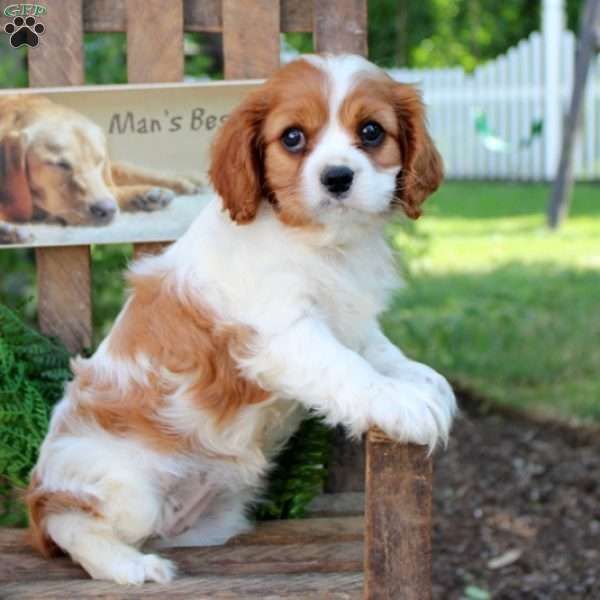 Elsie, Cavalier King Charles Spaniel Puppy