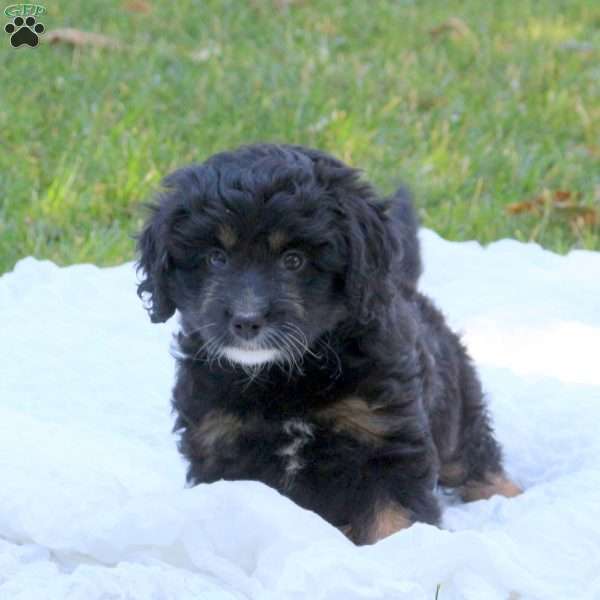 Elsie, Mini Bernedoodle Puppy