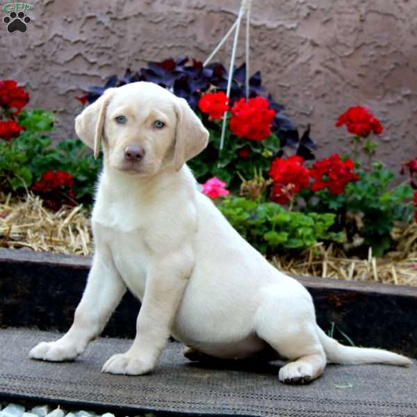 Elsie, Yellow Labrador Retriever Puppy