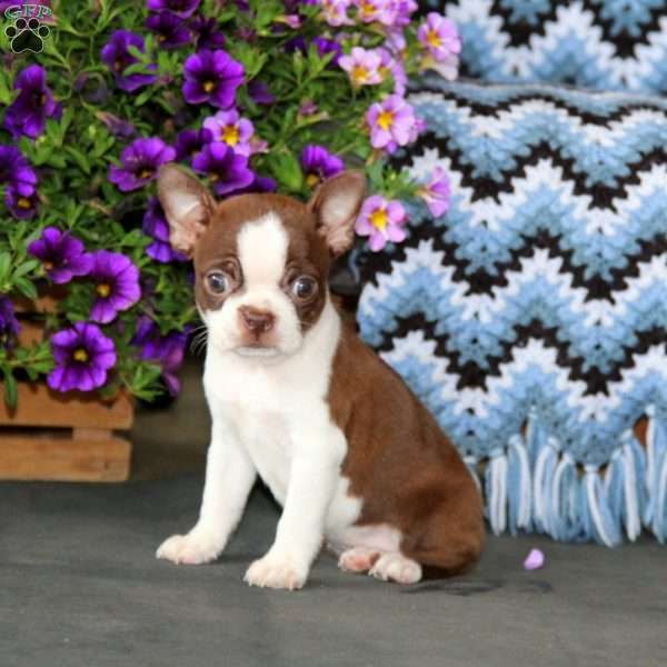 Elsie, Boston Terrier Puppy