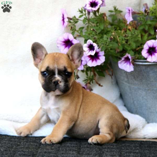 Emily, French Bulldog Puppy