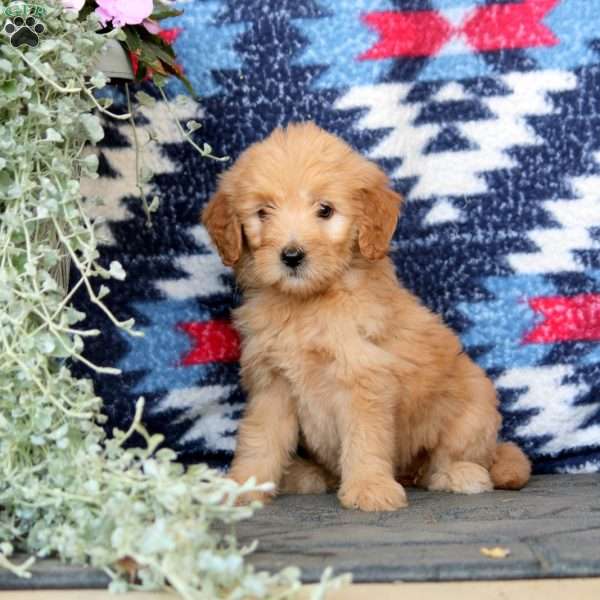 Emma, Mini Goldendoodle Puppy