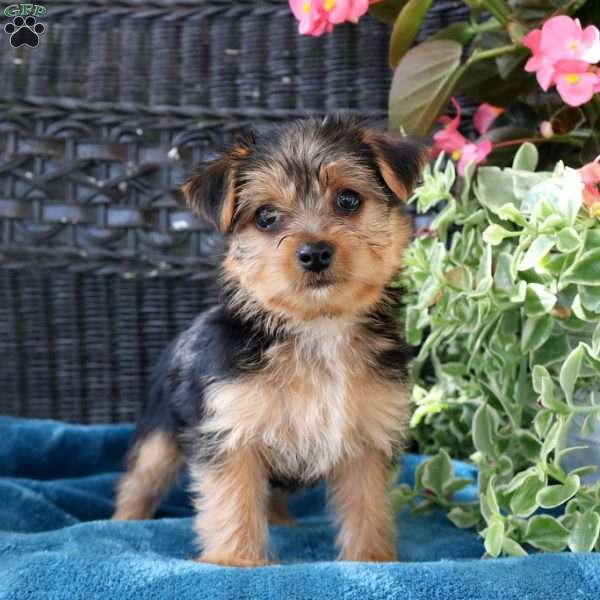 Emma, Yorkie Puppy