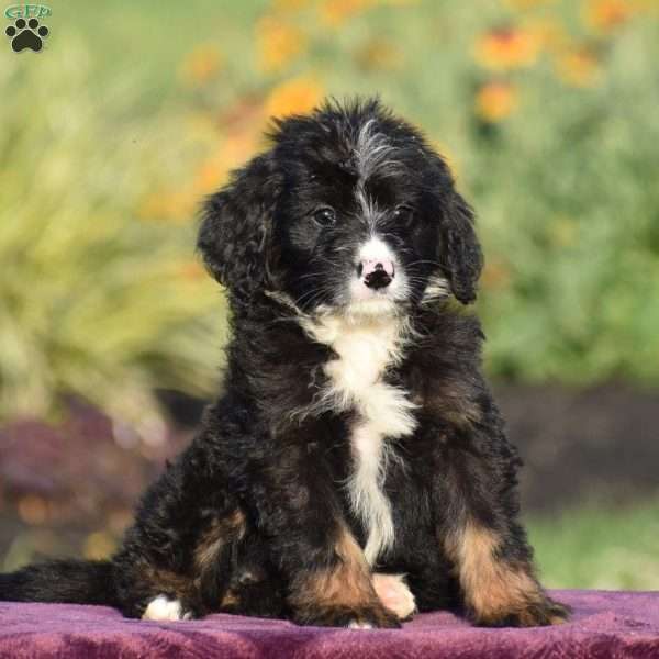 Emma, Mini Bernedoodle Puppy