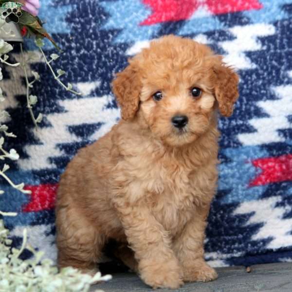 Emmett, Mini Goldendoodle Puppy