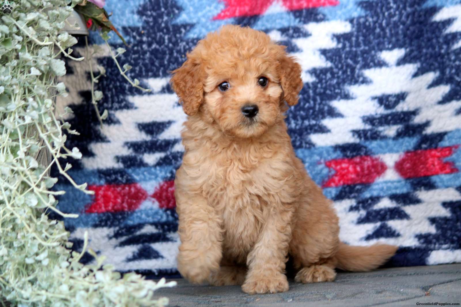 Emmett Mini Goldendoodle Puppy For Sale in Pennsylvania