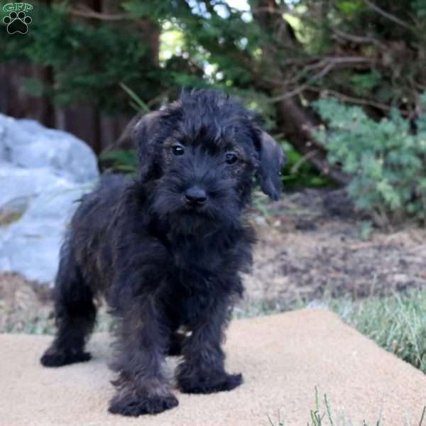 Emmitt, Mini Schnoodle Puppy