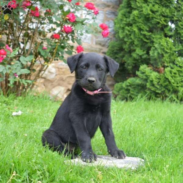 Enthuse, English Shepherd Mix Puppy