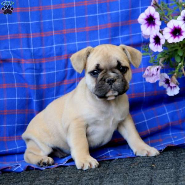 Eric, French Bulldog Puppy