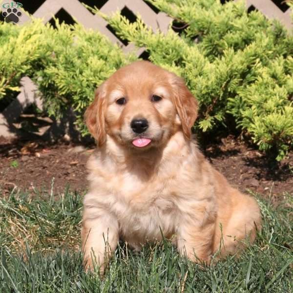 Esther, Golden Retriever Puppy