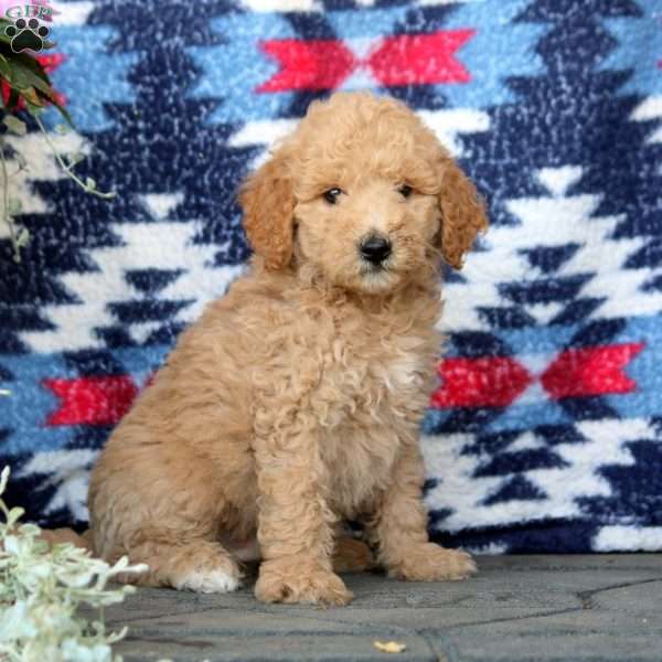 Ethan, Mini Goldendoodle Puppy