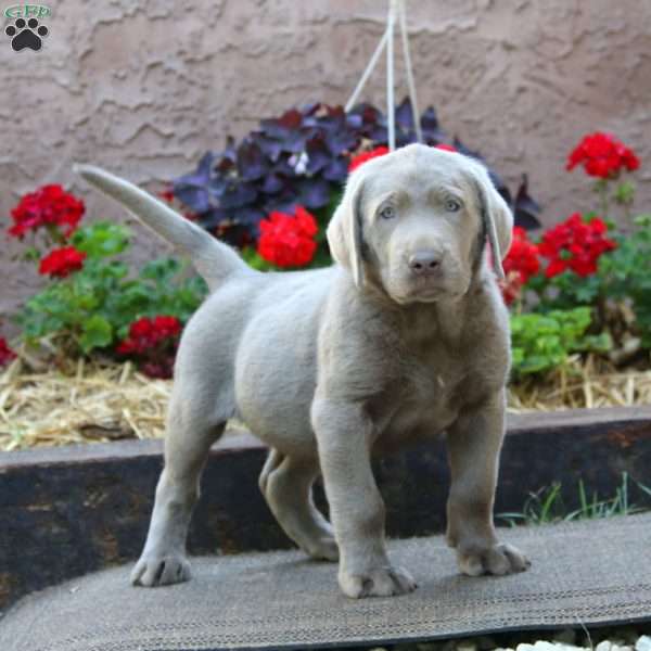 Ethan, Silver Labrador Retriever Puppy