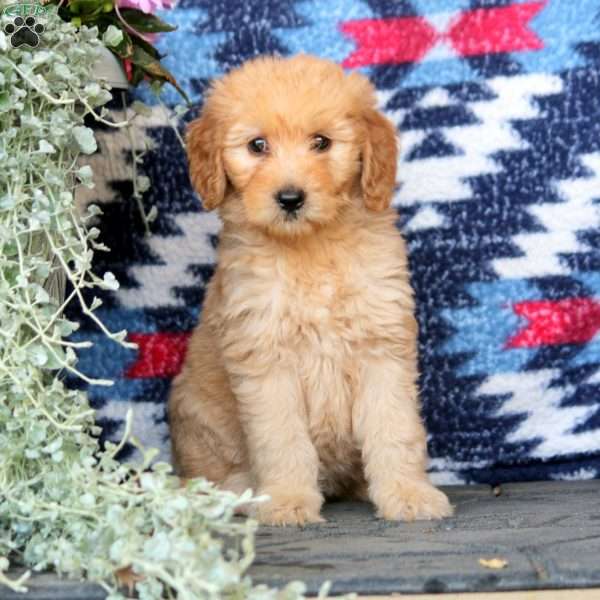 Eva, Mini Goldendoodle Puppy