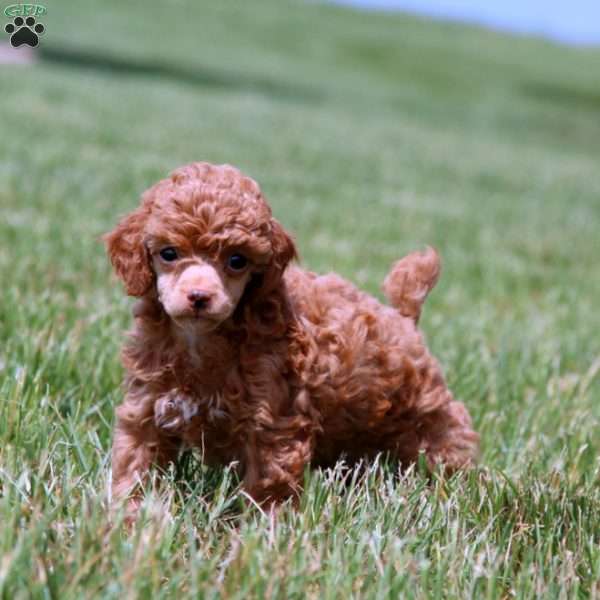 Eva, Toy Poodle Puppy