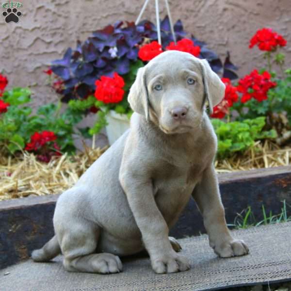 Eva, Silver Labrador Retriever Puppy