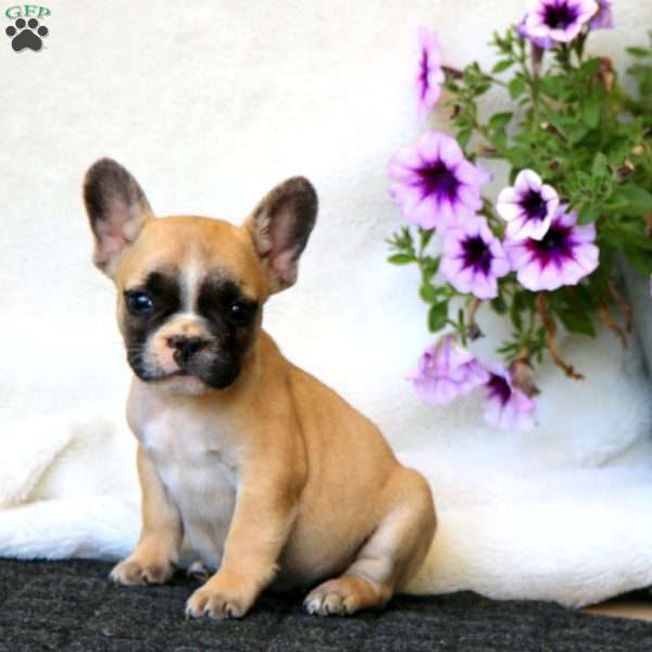 Eva, French Bulldog Puppy