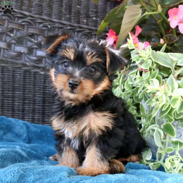 Evie, Yorkie Puppy