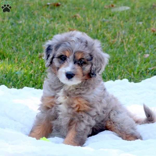 Ezra, Mini Bernedoodle Puppy