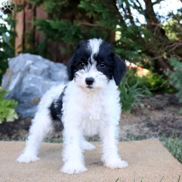 Ezra, Mini Schnoodle Puppy