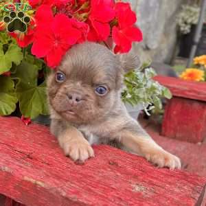 Olliver, French Bulldog Puppy