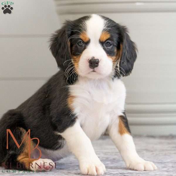 Karry, Miniature Bernese Mountain Dog Puppy