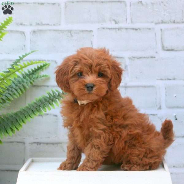 Fable, Mini Goldendoodle Puppy