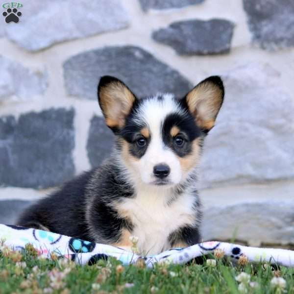 Faith, Pembroke Welsh Corgi Puppy