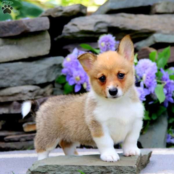 Fancy, Pembroke Welsh Corgi Puppy