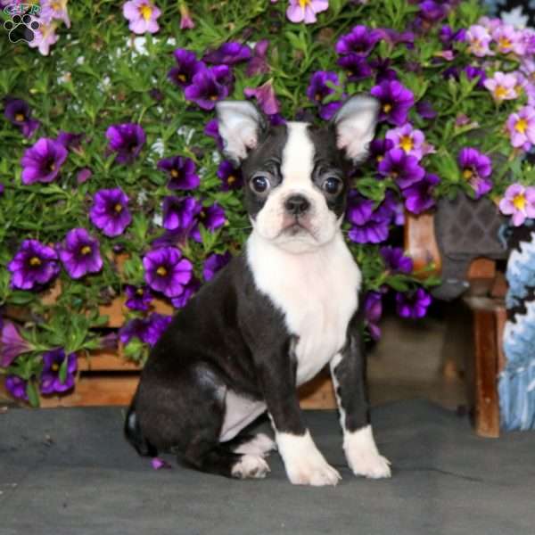 Fancy, Boston Terrier Puppy