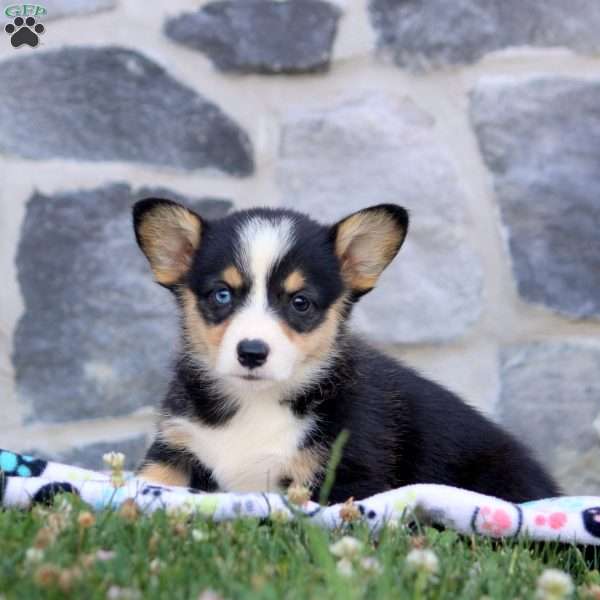 Farah, Pembroke Welsh Corgi Puppy