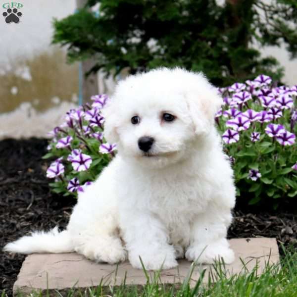 Felicity, Bichon Frise Puppy