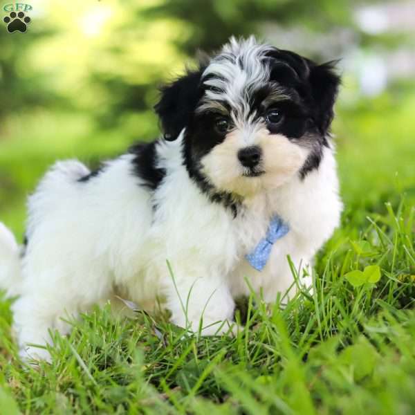 Felix, Maltipoo Puppy