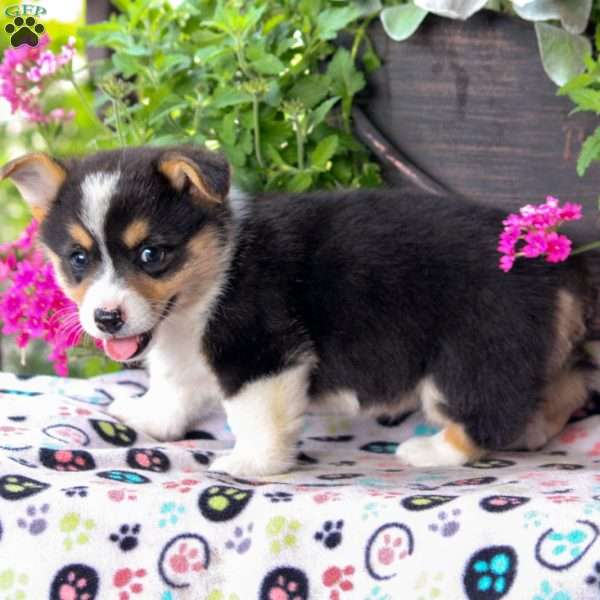 Felix, Pembroke Welsh Corgi Puppy