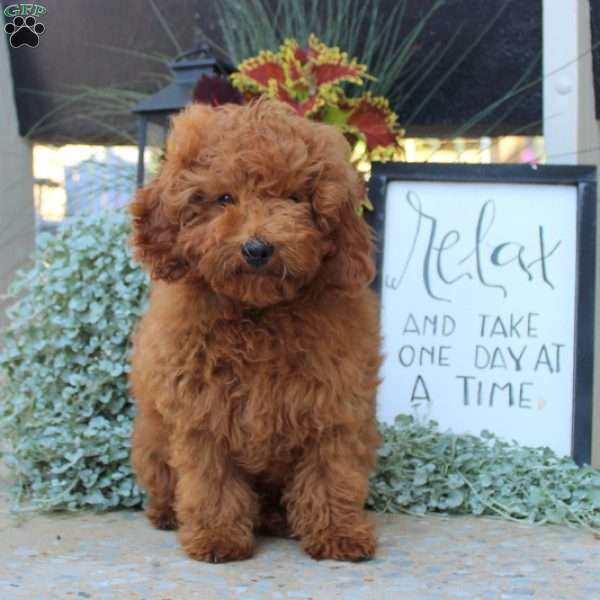 Felix, Toy Poodle Puppy