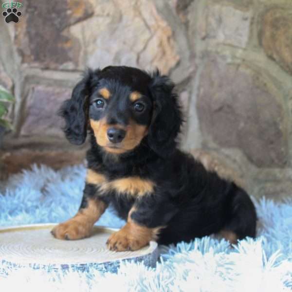 Felix, Dachshund Puppy