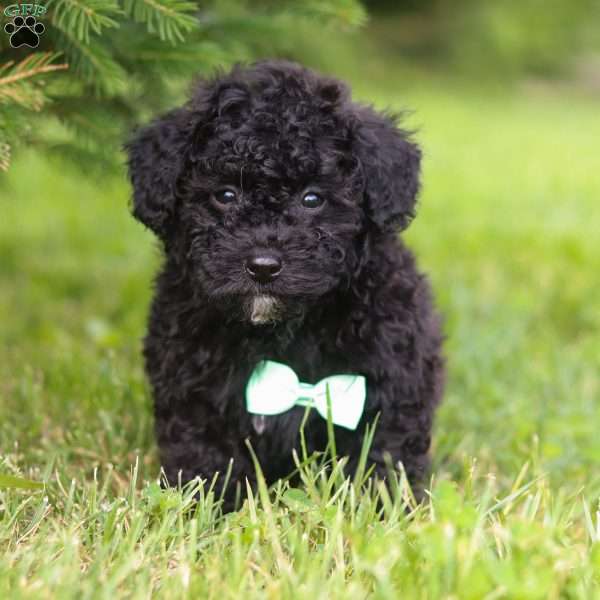 Felix, Maltipoo Puppy