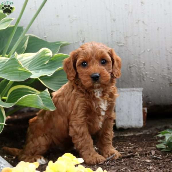 Fern, Cavapoo Puppy