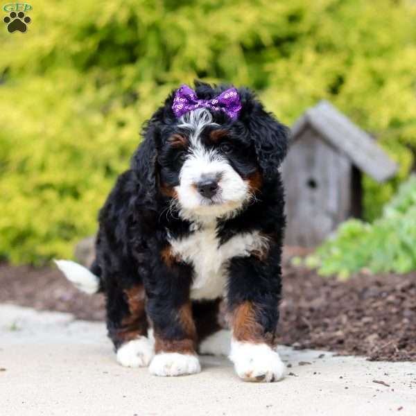 Fern, Mini Bernedoodle Puppy