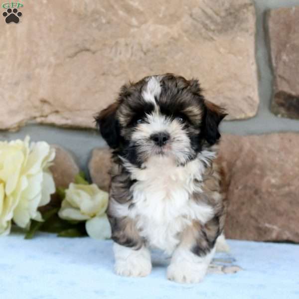 Finley Teddy Bear Puppy For Sale in Pennsylvania